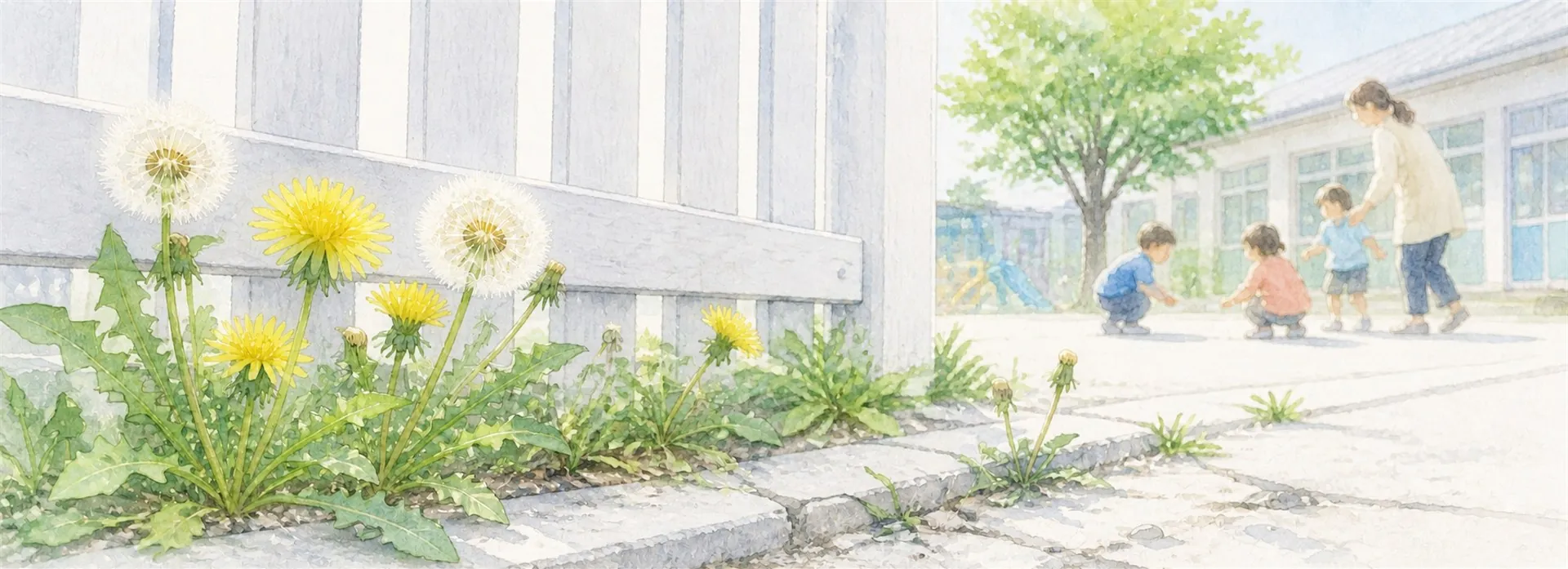 園庭のすみ、フェンスの足元に咲くたんぽぽと綿毛のイラスト